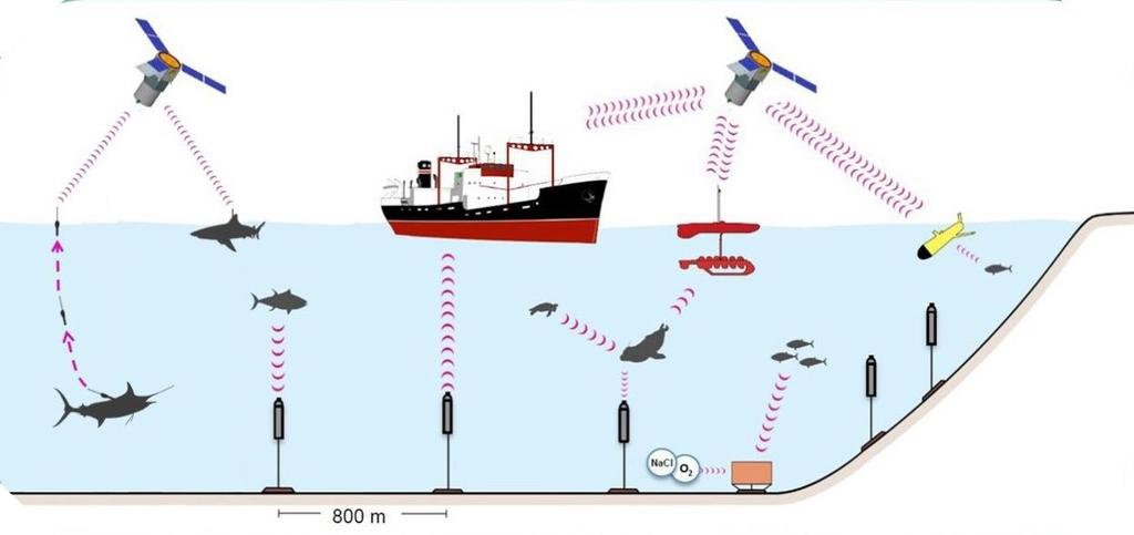 Context of Ocean Tracking Network s RI & its use: OTN partners nationally & internationally to sustain a global network of acoustic receivers, autonomous