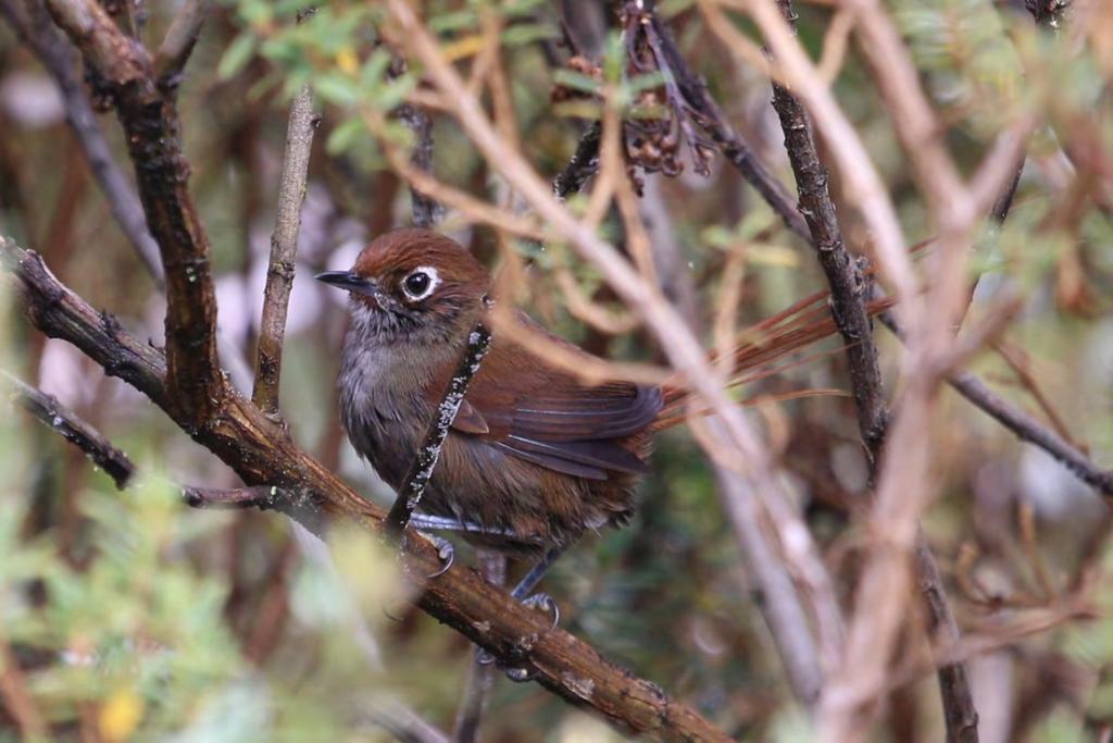 A Peruvian endemic with just a small range in Junín department.