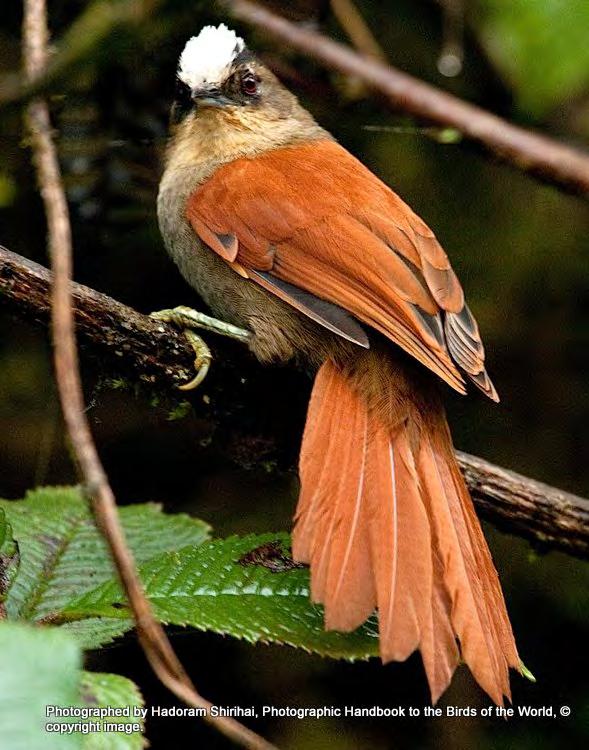E Marcapata Spinetail - Cranioleuca marcapatae weskeii Fantastic views of two individuals beyond Apalla/Calabaza on the Andamarca road where we did a detour just to look for this species and we were
