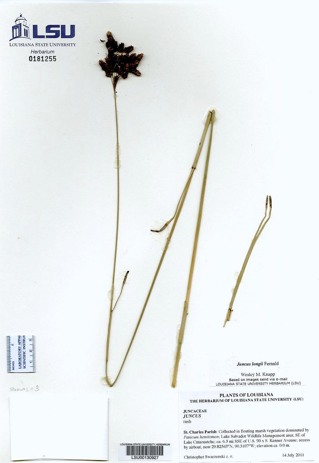 Figure 1. Juncus longii from St.