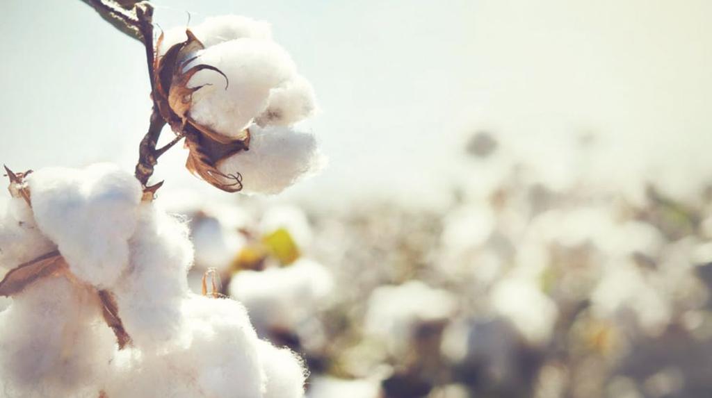 The cotton fibers we use are Carded, Combed and Twisted. The Carding process opens the fiber further, eliminates impurities, and 20% of short fibers, while aligning them in a parallel manner.