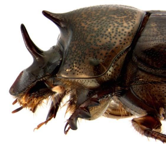 Similarly, their research demonstrates that both adult and larval dung beetles systematically modify their environment in ways that, again depending on species, can enhance growth, survival, and