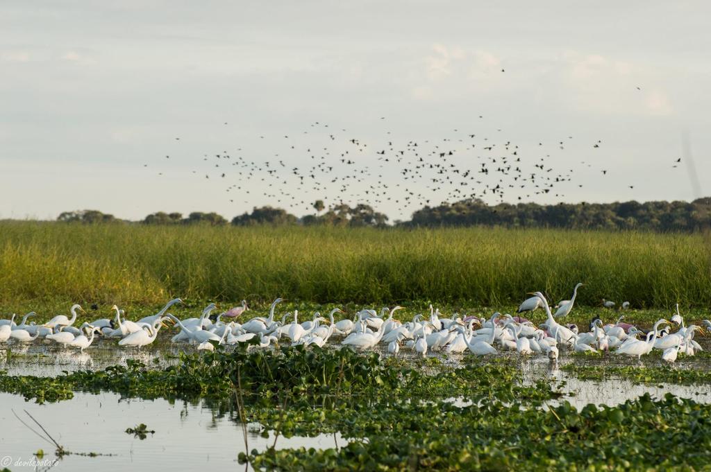 Recent observations include over 30 species of birds alone, including white pelicans, bald eagles, roseate spoonbills, wood storks, and egrets.