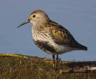 Shore meadows and flood meadows Shore and flood meadows are vital feeding and nesting environments for many wetland birds, including the extremely rare dunlin.