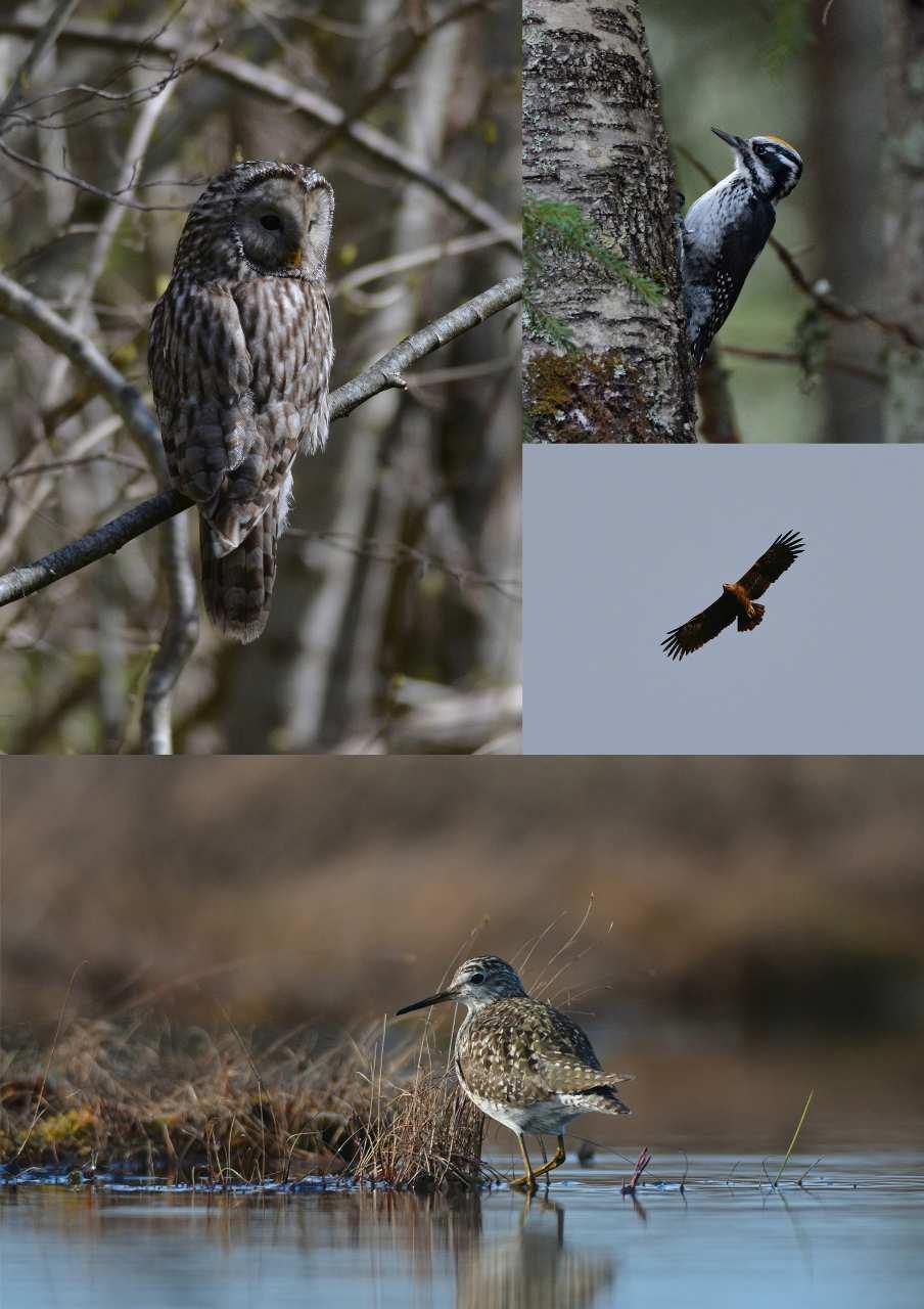 Ural Owl, Three-toed Woodpecker,