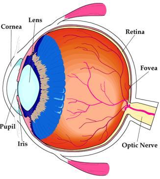 1 2 Eye anatomy Vision 3 4 A human eyeball is like