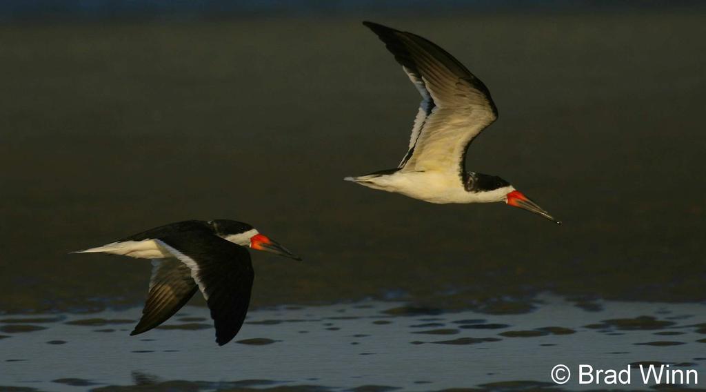 Common Name: BLACK SKIMMER Scientific Name: Rynchops niger Linnaeus Other Commonly Used Names: American skimmer, cut-water, knifebill, scissorbill, sea dog, storm gull, shearwater Previously Used