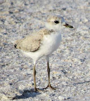 Background Snowy plovers have been observed on Sarasota County beaches for decades; however, routine surveys documenting the number of birds and nesting were not conducted until recently.