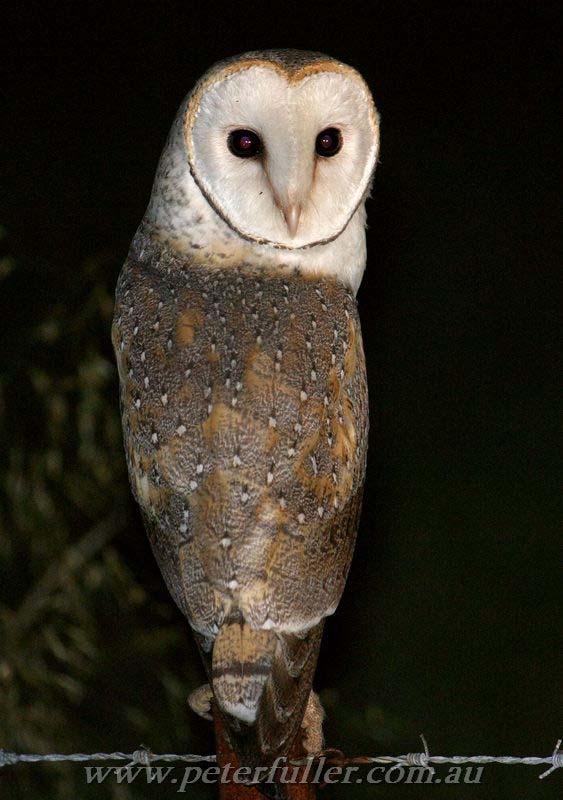 Owl (335 g) Black