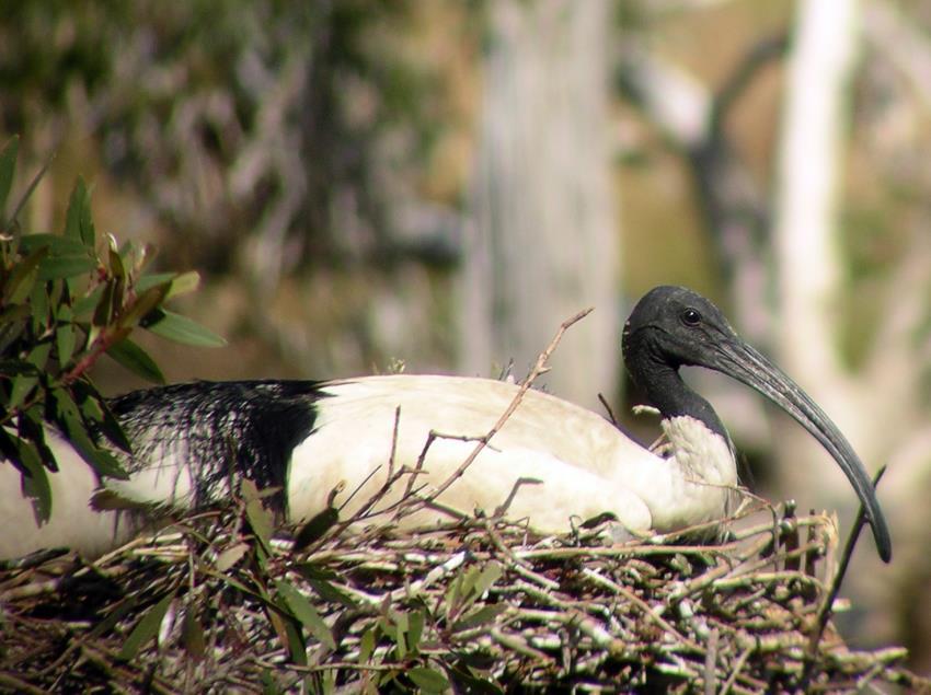Australian white ibis friend or foe Natural