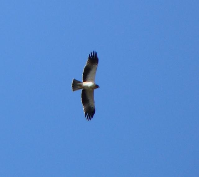 Phoenicopterus roseus - 5 immatures observed at the Es Rotlas (western end) of the Albufera on 8th Booted Eagle: