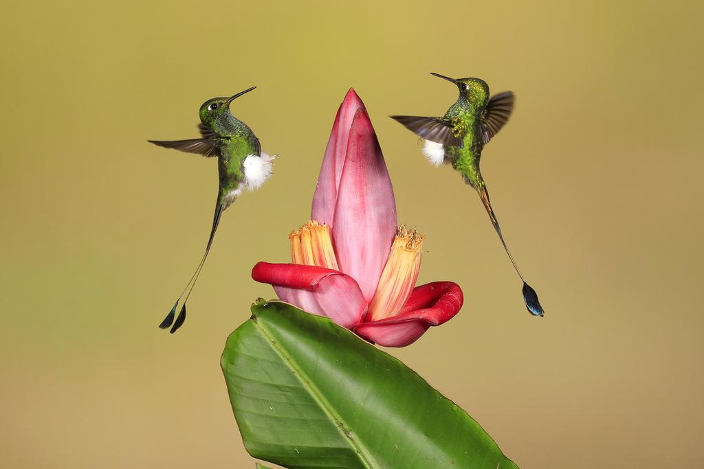 Hummingbirds of Ecuador's Andean Cloud Forest Of the over 1,600 species of birds found in Ecuador, at least 130 are hummingbirds.