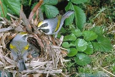 Conclusion Solid working partnerships have been key to creating high quality Golden Winged Warbler habitat in Vermont.