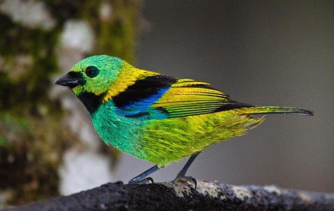 Wetlands/Transfer to Rio Arrive UK Green-headed Tanager Departs January/October Dates and Prices See website (tour code BRA05) or brochure