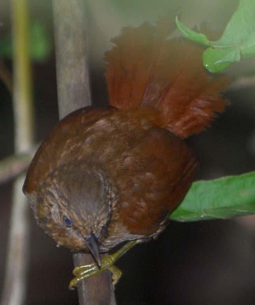 unknown species - both in the varzea forest along the main Río Orinoco and along