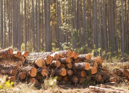 We remain committed to eco-efficiency and the sustainable sourcing of all raw materials FORESTS FOR ALL FOREVER CONTACT US Sonae Novobord Head Office Sonae Novobord (Pty) Ltd