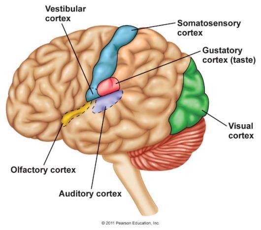 originates from conflicting sensory input(vestibular, visual and proprioceptive)
