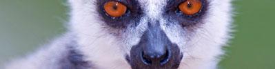monkeys, black faced vervet, and ten lemur species