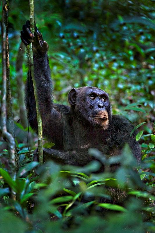 The primary goal, however, was a trek to find and photograph chimpanzees in the wild.