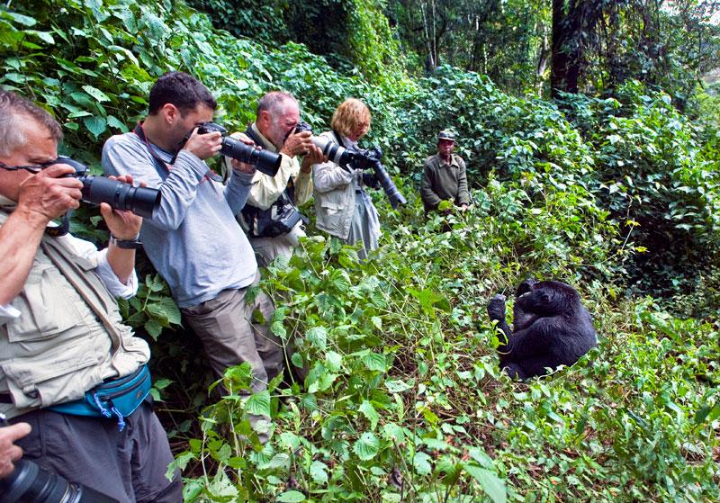 With all of the previous experience on this trip and the lessons learned, everyone was calm and focused when we approached the gorillas.