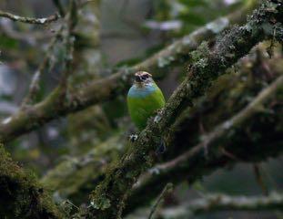 It seemed like an age, but was actually just half an hour, before the male and then the female African Green Broadbill came in to the tree containing the nest.