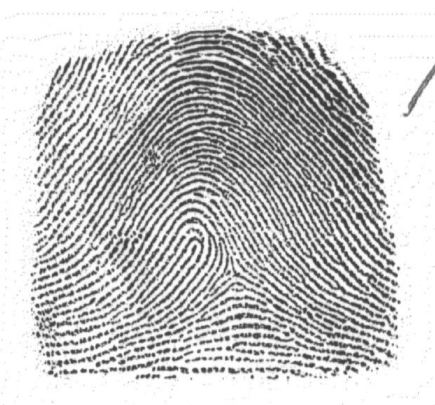 Jain, Fellow, IEEE Abstract Latent fingerprints are one of the most important and widely used sources of evidence in law enforcement and forensic agencies.