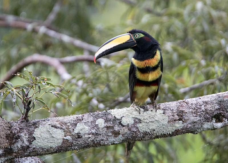 A Tropical Birding SET DEPARTURE tour EASTERN ECUADOR: High Andes to Vast Amazon 17 th 3 rd March 2015 Colorful birds abounded on this tour; this Many-banded Aracari was seen from atop one