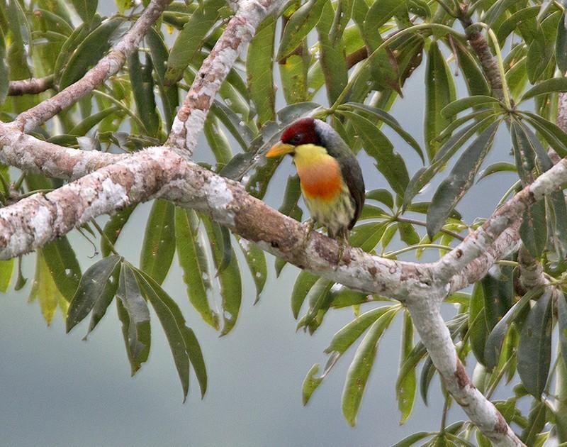 and Chestnut, and Red-stained Woodpeckers. However, arguably our best bird up there was a Purple-throated Cotinga, a species that I had not seen on many recent visits to the area.