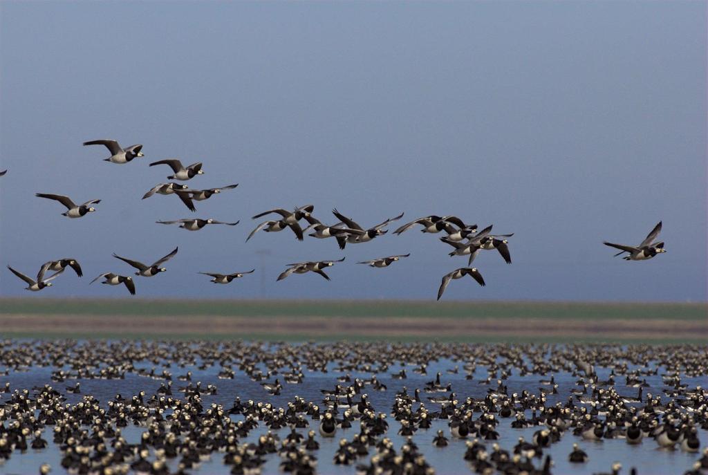 Trends of migratory and breeding bird populations in the Wadden Sea