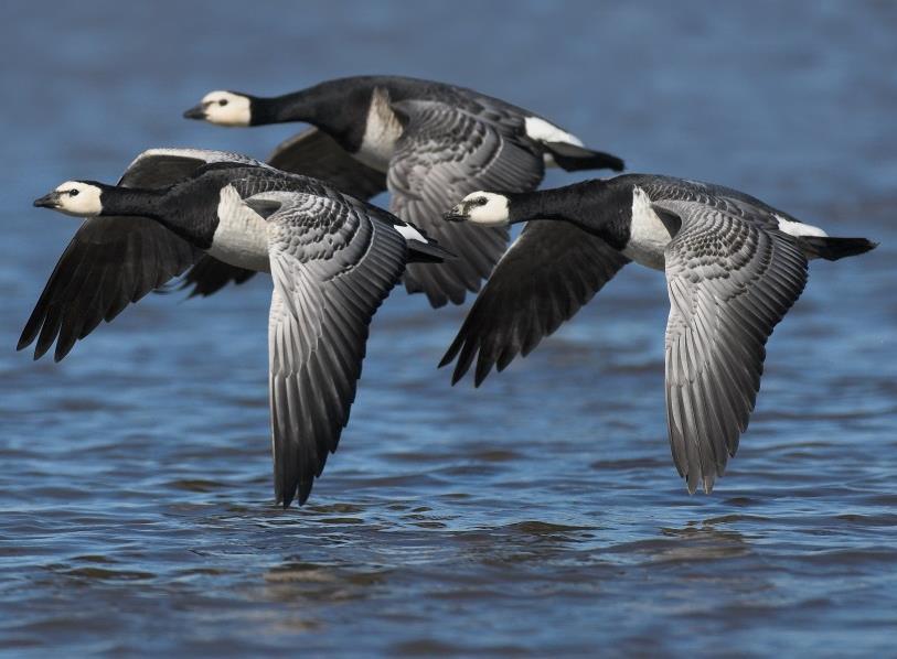 Index Barnacle goose 300,000 250,000 200,000
