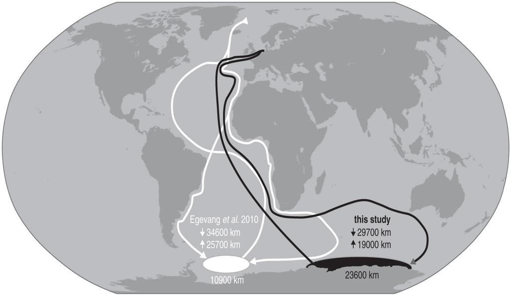 Arctic tern Birds breeding in Greenland winters in the southern Atlantic Ocean Birds breeding