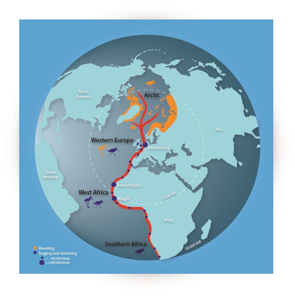 The Wadden Sea a global cross road for migratory birds