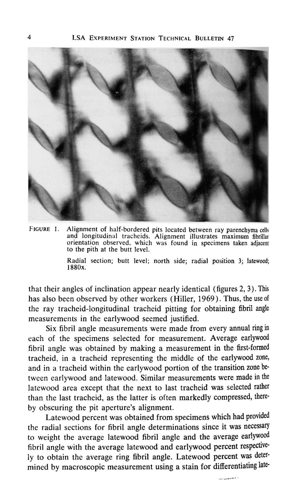 4 LSA EXPERIMENT STATION TECHNICAL BULLETIN 47 FIGURE 1. Alignment of half-bordered pits located between ray parenchyma cells and longitudinal tracheids.