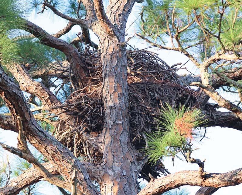 Photo 3: Nest potentially
