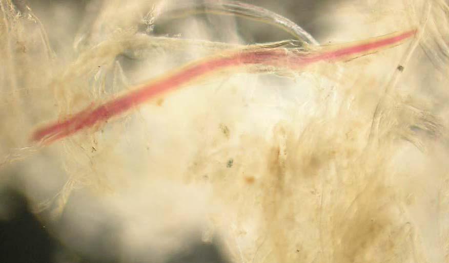 There are some coloured fibres present, and a few fibres that might be highly treated wood pulp. Image 75 HM 8320, Neocarmine 100x magnification, dark field.
