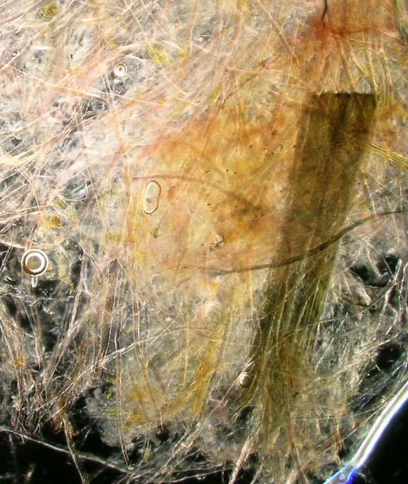 Many of the fibres display the characteristic twist of cotton and are likely from cotton rags or cuttings from the textile industry.