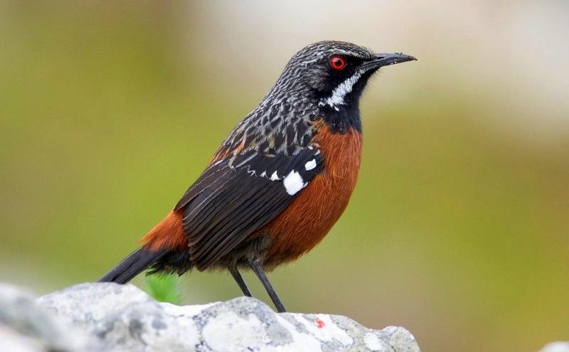 South Africa Kruger Park Bird & Wildlife Challenge 2019 - Western Cape Extension 15 th to 21 st February 2019 (7 days) Cape Rockjumper (male) by Clayton Burne Those who decide to do our Cape