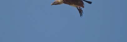 While having our picnic we were interrupted several times by such great birds as Short-toed Eagle, Golden Eagle displaying, several Egyptian and many Griffon Vultures and a single Black Stork.