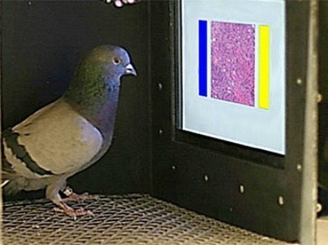 Pigeons (Columba livia) as trainable observers of pathology and radiology breast cancer images Individual performance up to 85% accuracy