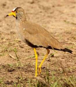 Rather than do nothing we drove to a nearby marsh where we immediately found a Black Crake, African Jacanas, Greater Blue-eared Starlings, and several African Fish Eagles.