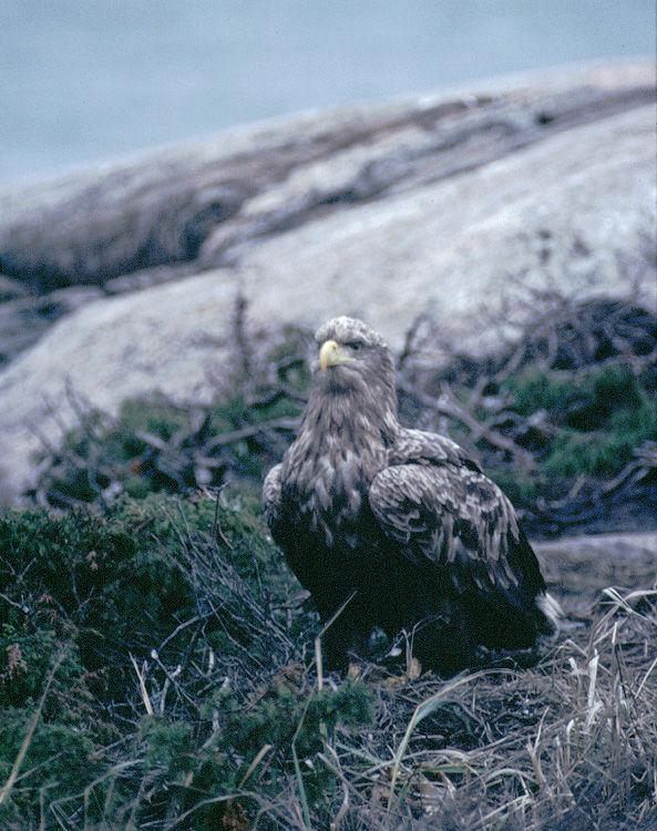 White-tailed Sea Eagle,