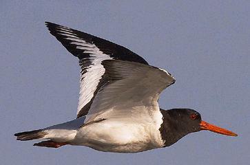 black-backed gull 5 4 3 2 1 Pairs/km 2 Pairs/km 2 1992 1994 1996 1998