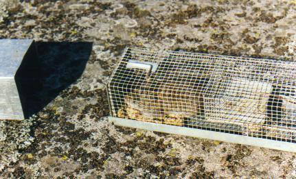 Experimental Design: Rodents Voles trapped over 4 nights in Autumn 1998, 1999, 2 2 groups of 5 islands in each area