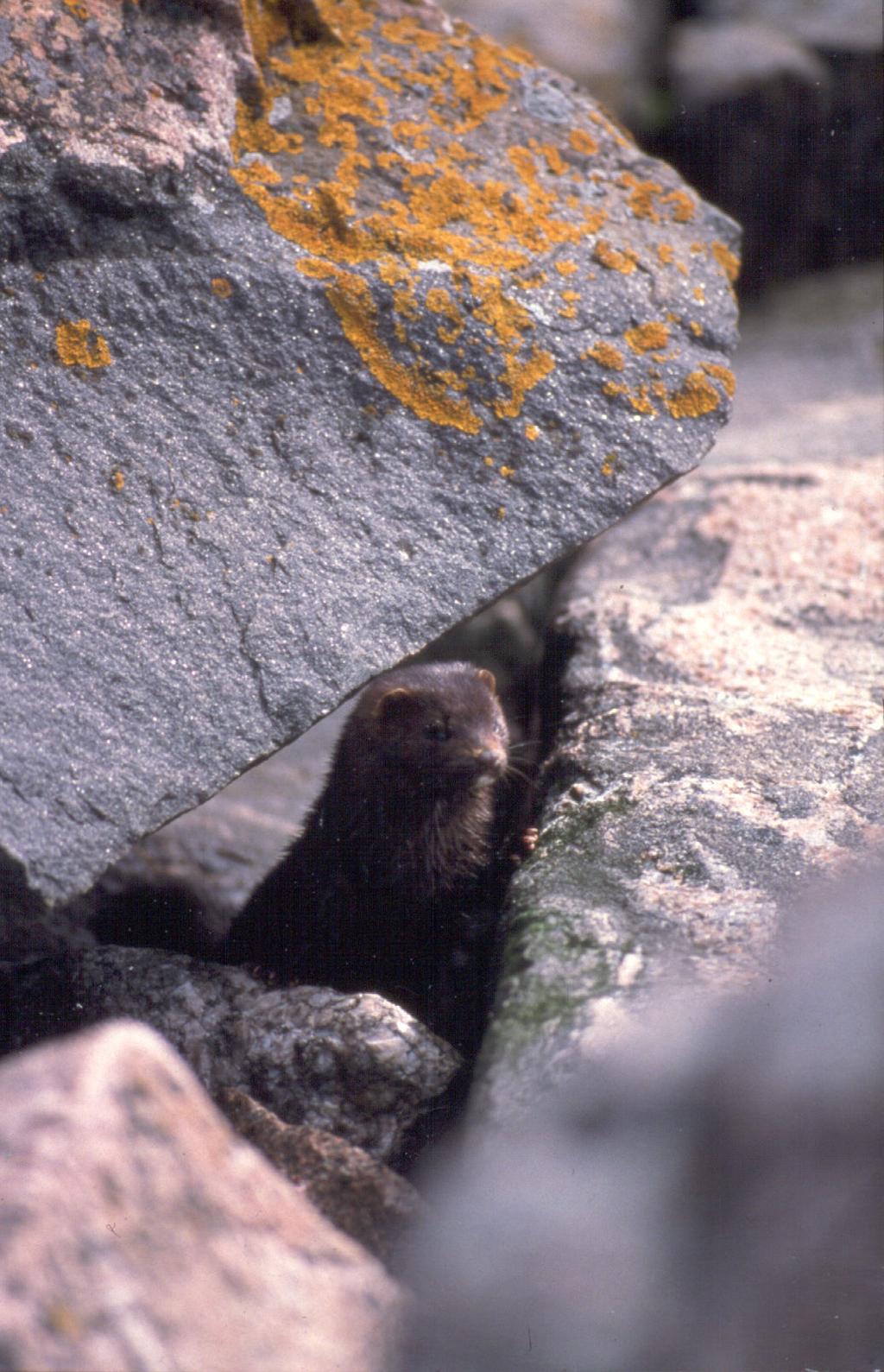 American mink (Mustela vison)