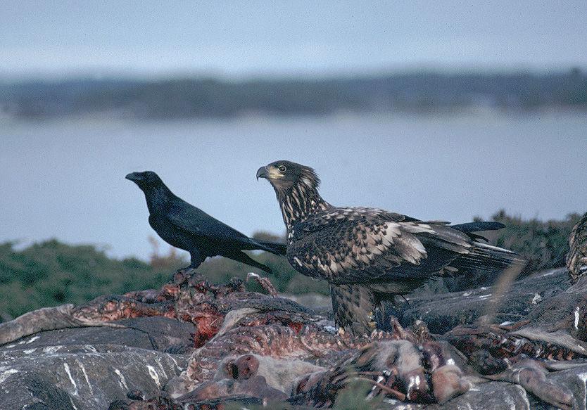 Sea eagle-mink-prey