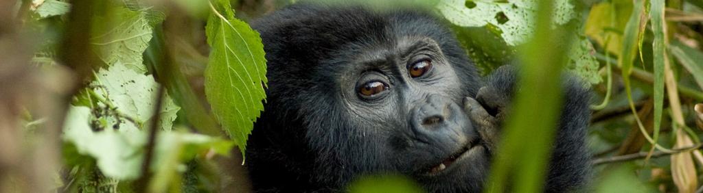 Once part of a much larger forest that included the Virunga Volcanoes in neighboring Rwanda, Bwindi Impenetrable National Park is now an ecological island within a sea of human cultivation and