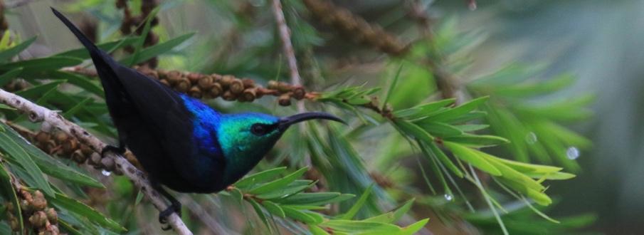 Wed., Aug. 7 Birding Bwindi Forest birding at Bwindi ranks the best birdwatching in Uganda and Africa as well, having been voted the number one hot spot in Africa.