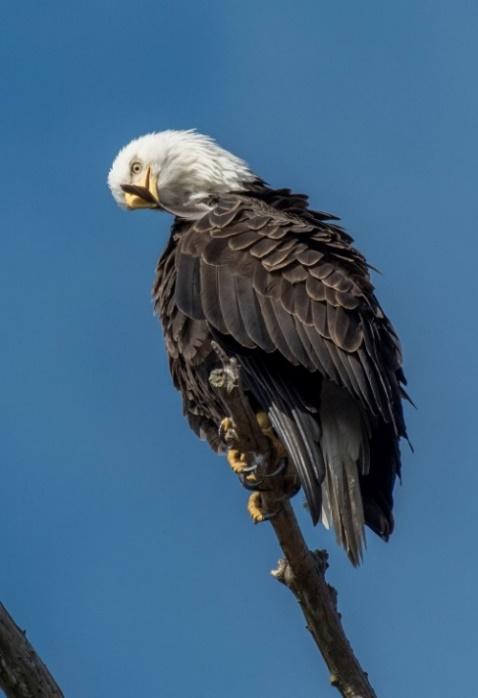 Bald Eagle preening feathers Photos by Guenter Weber Large primary feathers such as wing and tail feathers, for