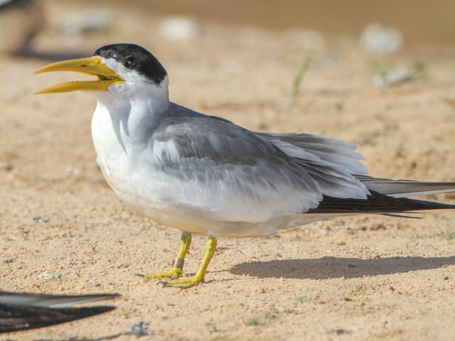 Phaetusa simplex (Large-billed Tern) Family: Laridae (Gulls and Terns) Order: Charadriiformes (Shorebirds and Waders) Class: Aves (Birds) Fig. 1. Large-billed tern, Phaetusa simplex. [http://www.
