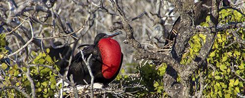 Frigatebird Saturday - Day 8 AM: North Seymour Explore the rocky coast of North Seymour passing colonies of blue-footed boobies and magnificent frigatebirds.